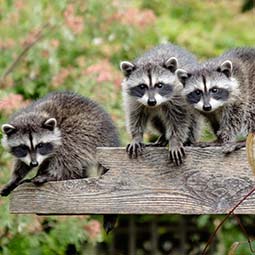 news-raccoons-wif-wildlife-credit-Michael-Woods.jpg