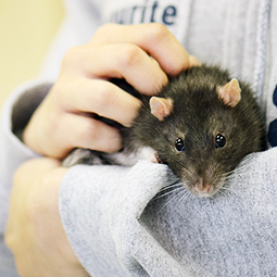 news-tip-tuesday-interacting-with-small-animals-rat.jpg