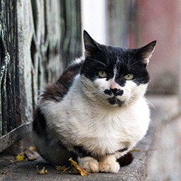 outdoor cat 1.jpg