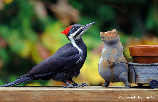 pileated-woodpecker-with-planter-credit-Norman-Orr.jpg