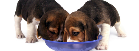 puppies eating.jpg