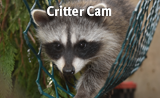 raccoon-critter-cam-badge.png