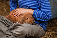 summer camp Boy petting rabbit-200.jpg