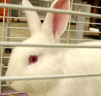 white-rabbit-ubc-research200-1.jpg