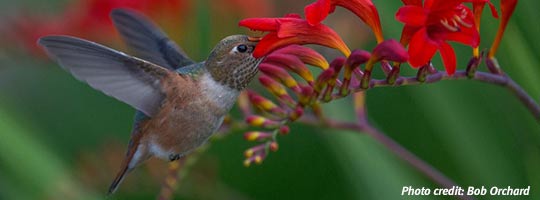 wif-hummingbird.jpg