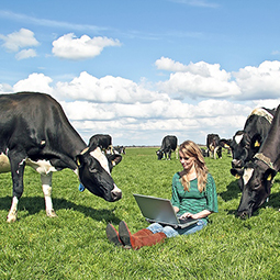 woman with cows in field_codes.jpg