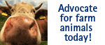 Farm Animal Advocacy