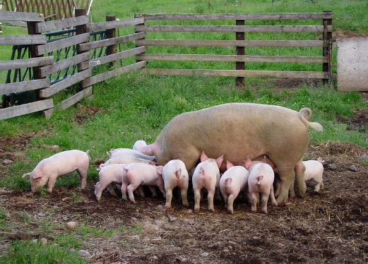 Celista Springs Sows and Piglets