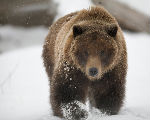 Grizzly Bear in Snow