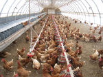 Egg Farm chickens
